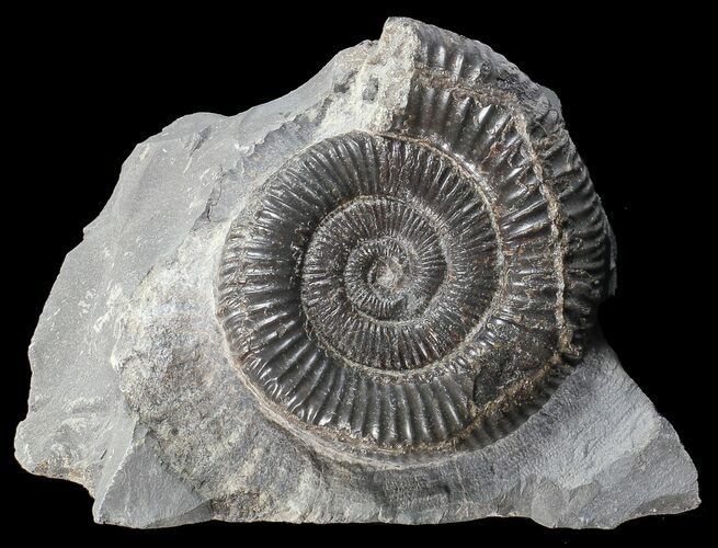 Dactylioceras Ammonite Stand Up - England #68141